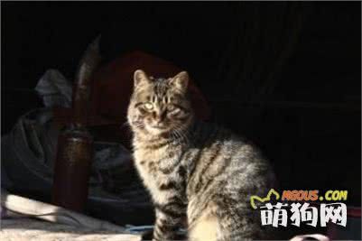 你知道萌宠们品种名字的历史来源吗，这只猎犬竟然和君王同名