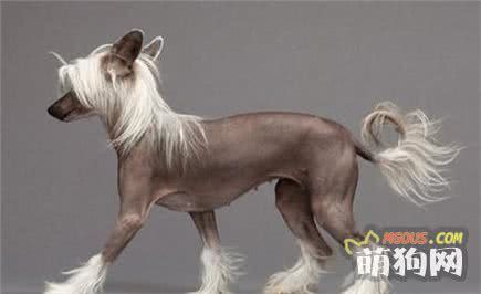 你知道萌宠们品种名字的历史来源吗，这只猎犬竟然和君王同名