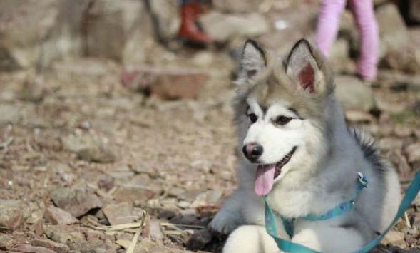 犬种体型分类对照