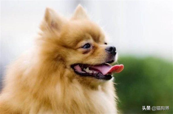 狗狗体型分类标准