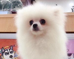 博美是中型还是小型犬？博美犬的体型分类是什么？