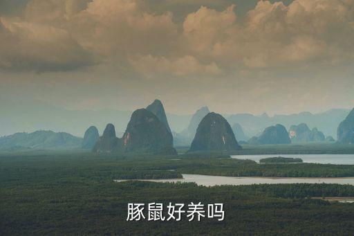豚鼠好养吗