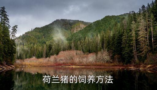 荷兰猪的饲养方法