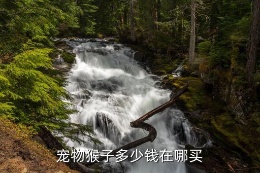 宠物猴子多少钱在哪买