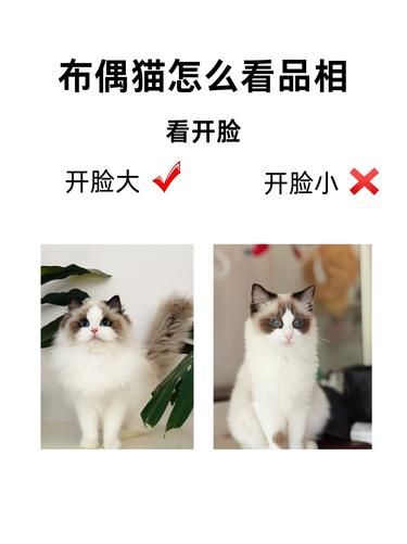  "布偶猫品相水太深？4招教你分辨”！|