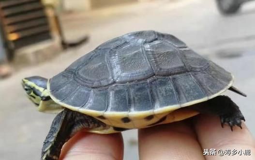 龟市冷淡真的没救了吗？未来的龟市将何去何从？这样发展才是出路