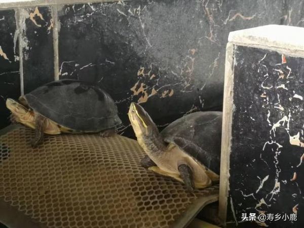 龟市冷淡真的没救了吗？未来的龟市将何去何从？这样发展才是出路