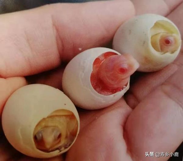 龟市冷淡真的没救了吗？未来的龟市将何去何从？这样发展才是出路