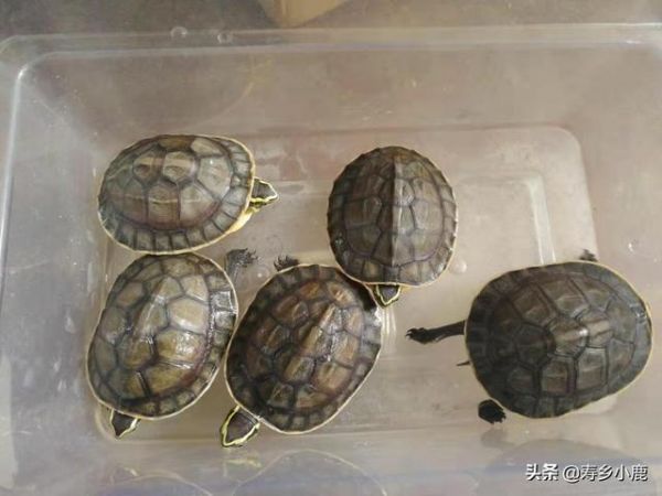龟市冷淡真的没救了吗？未来的龟市将何去何从？这样发展才是出路
