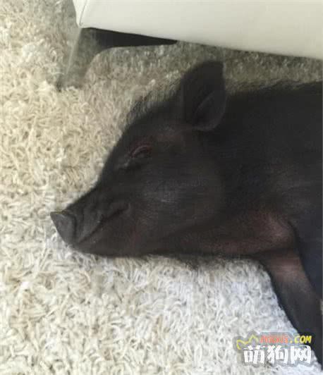 让一头母猪来照顾小奶狗还是挺靠谱的，开始主人觉得猪会攻击狗