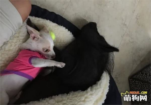 让一头母猪来照顾小奶狗还是挺靠谱的，开始主人觉得猪会攻击狗
