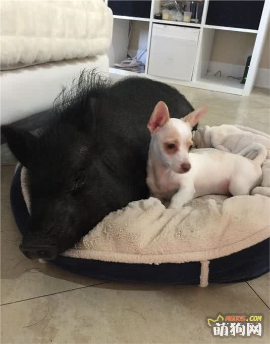 让一头母猪来照顾小奶狗还是挺靠谱的，开始主人觉得猪会攻击狗