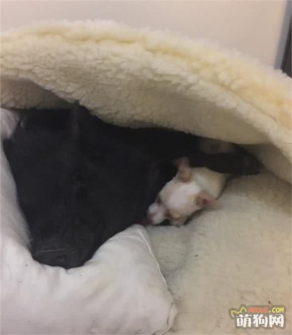 让一头母猪来照顾小奶狗还是挺靠谱的，开始主人觉得猪会攻击狗