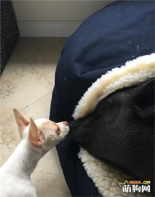 让一头母猪来照顾小奶狗还是挺靠谱的，开始主人觉得猪会攻击狗