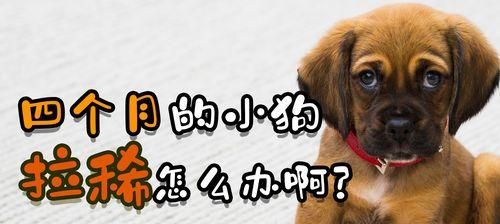 小狗吃了骨头后拉不出来，如何处理？（宠物饮食注意事项，预防宠物消化道问题）