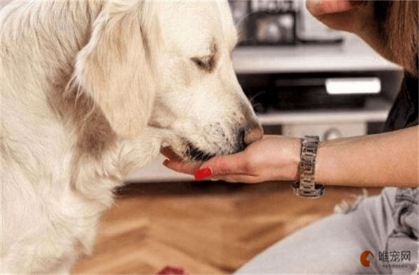 狗狗吃什么食物补钙效果最好 能喂人的钙片吗