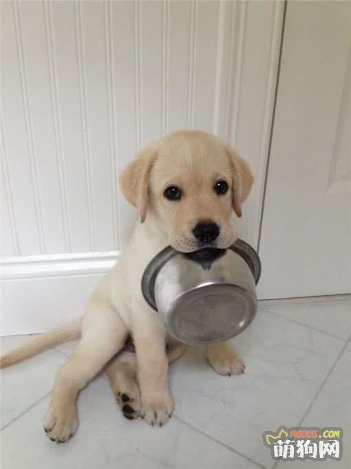 自制狗饭食谱第一篇