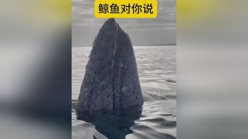 鲸鱼：生命之痛