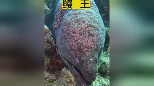 海洋中的皇者