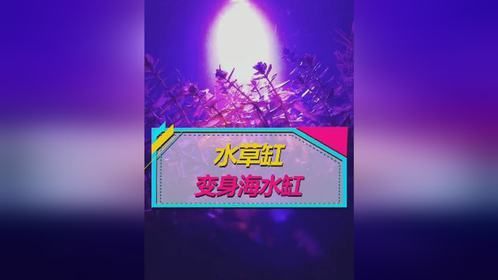 海缸玩家快看，我“发明”了新品种珊瑚