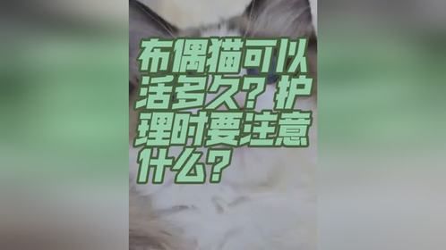 布偶猫寿命一般为多少年？护理时要注意什么？仙女猫