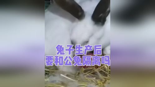 兔子生产完要和公兔隔离吗？母兔产后要注意什么？