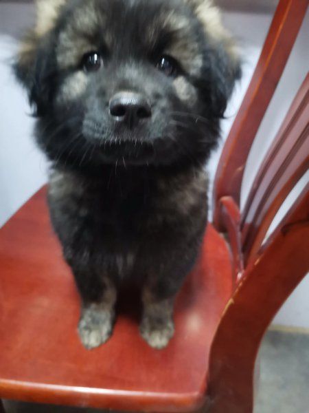 高加索犬怎么喂养