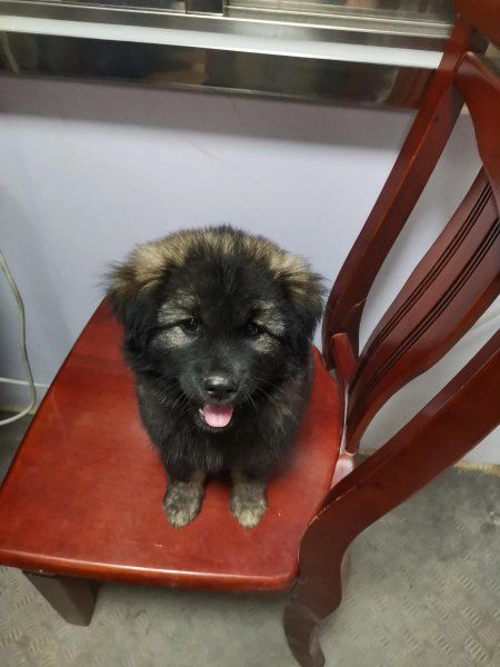 高加索犬怎么喂养