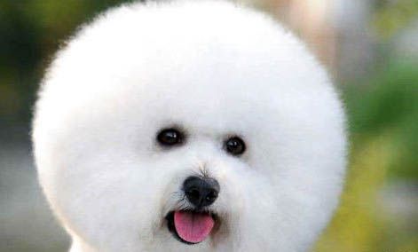 比熊犬喜欢吃什么