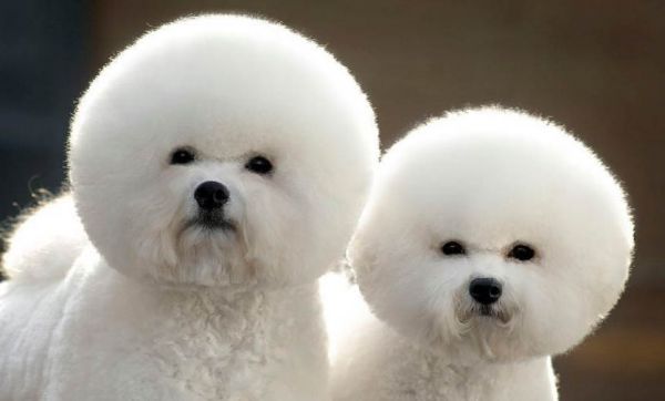 比熊犬喜欢吃什么