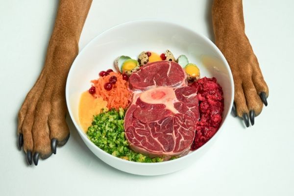 有需要讓狗狗吃鮮食嗎?