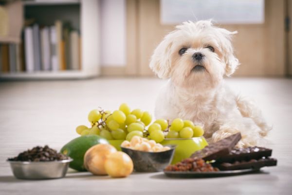 狗狗不能吃的鮮食