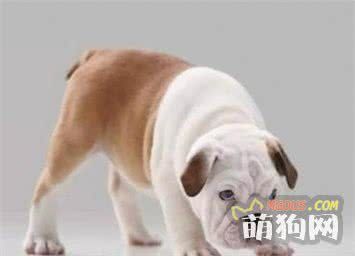 狗狗零食选购的技巧