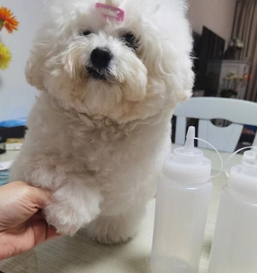 如何科学调配狗狗洗澡水（宠物健康必备，掌握这些技巧不用再愁）