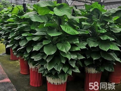 莱州园林花卉·莱州花卉植物外送开业植物/租摆活动/绿植花卉租售