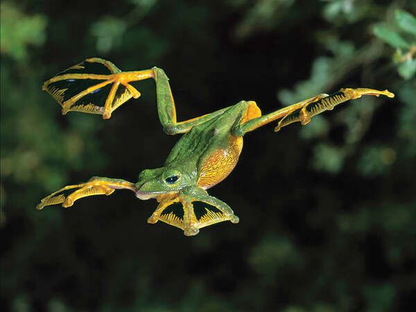 黑掌树蛙（Rhacophorus nigropalmatus）