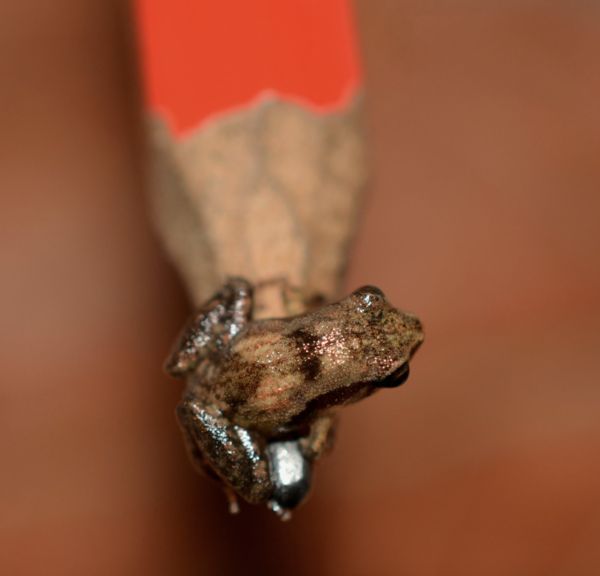 猪笼草姬蛙（Microhyla nepenthicola）