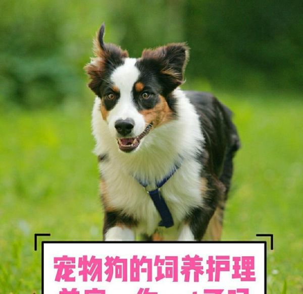 如何科学喂养老年宠物（宠物健康长寿的秘诀）