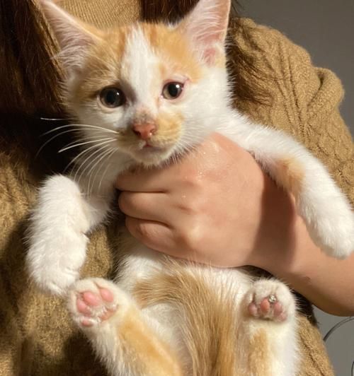 2个月大的猫咪怕人（宠物爱好者必看！如何帮助小猫咪摆脱人类恐惧症）
