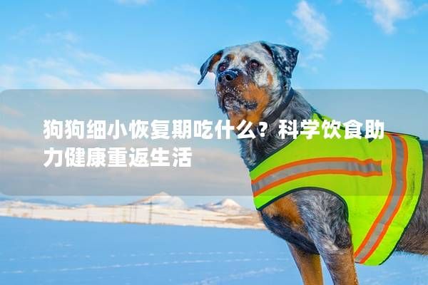 狗狗细小恢复期吃什么？科学饮食助力健康重返生活