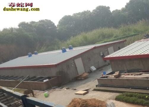 福建惠安养蛇场养蛇基地