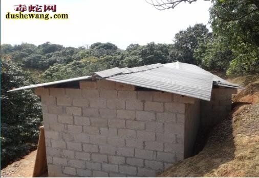 福建惠安养蛇场养蛇基地