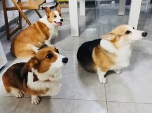 狗狗的奶油蛋糕的做法 步骤9