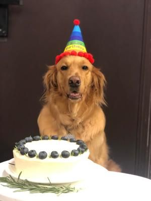 免烤豆腐蛋糕狗狗生日蛋糕的做法 步骤15