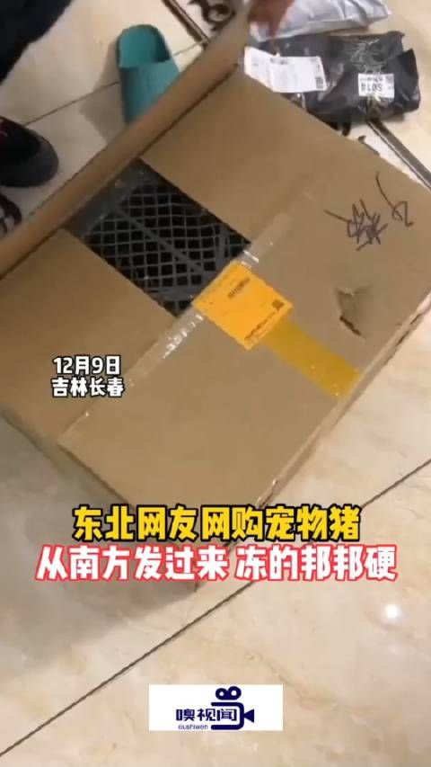 吉林长春,东北网友网购宠物猪,从南方发过来,冻的邦邦硬