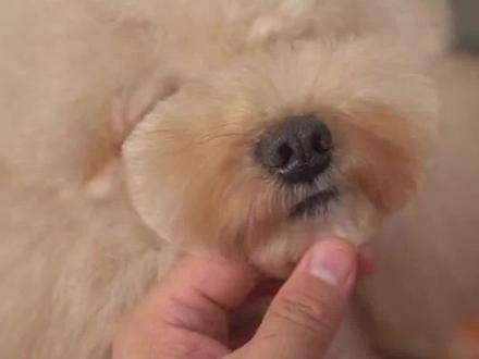 宠物美容~八字头唇线的修剪,怎样操作才最稳妥呢~ 宠物美容技巧来啦!
