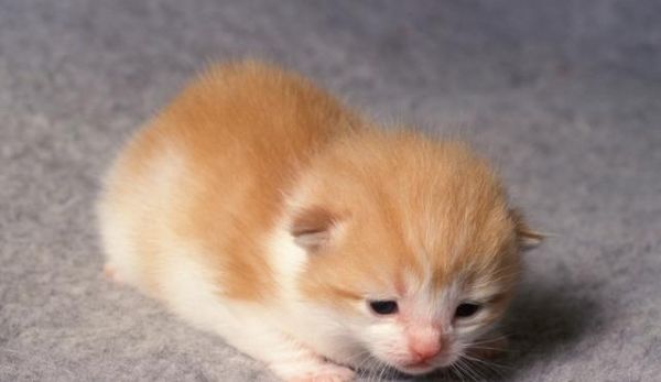 怎么选健康小猫，上哪买小猫，准备养猫的必备常识