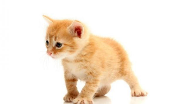 怎么选健康小猫，上哪买小猫，准备养猫的必备常识