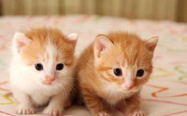 怎么选健康小猫，上哪买小猫，准备养猫的必备常识