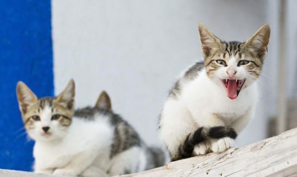 怎么选健康小猫，上哪买小猫，准备养猫的必备常识